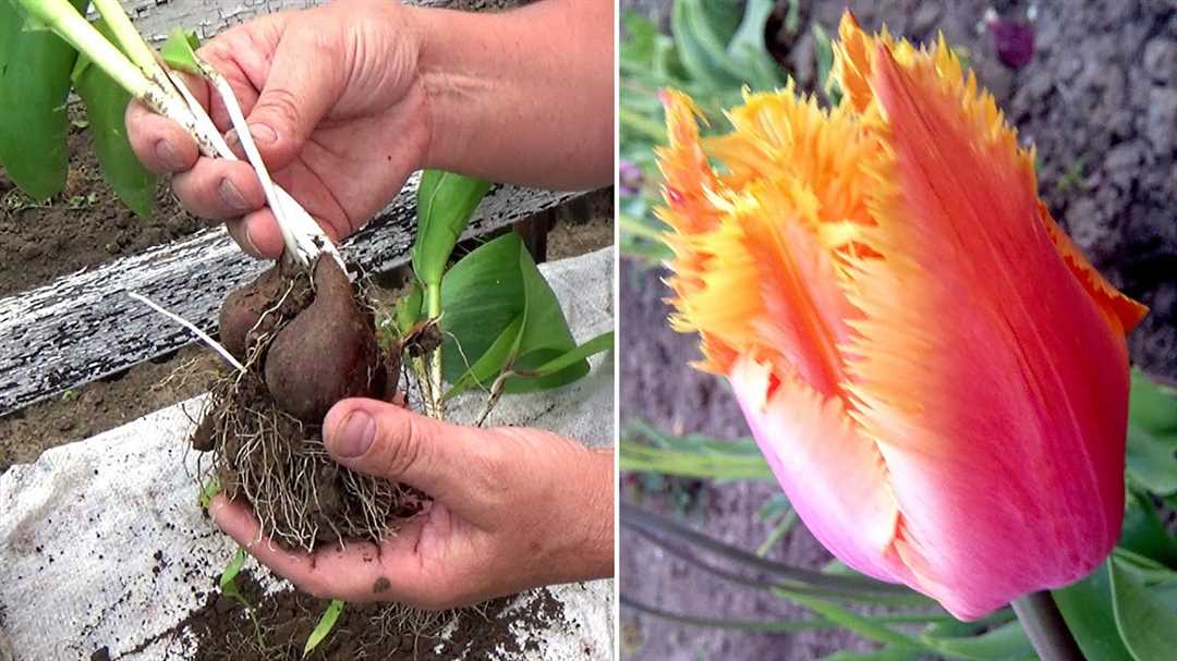 Когда выкапывать тюльпаны после цветения