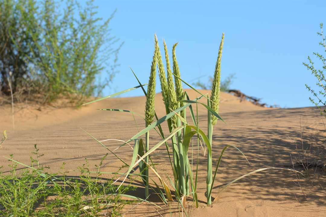 Колосняк пустыни: уникальный вид растений