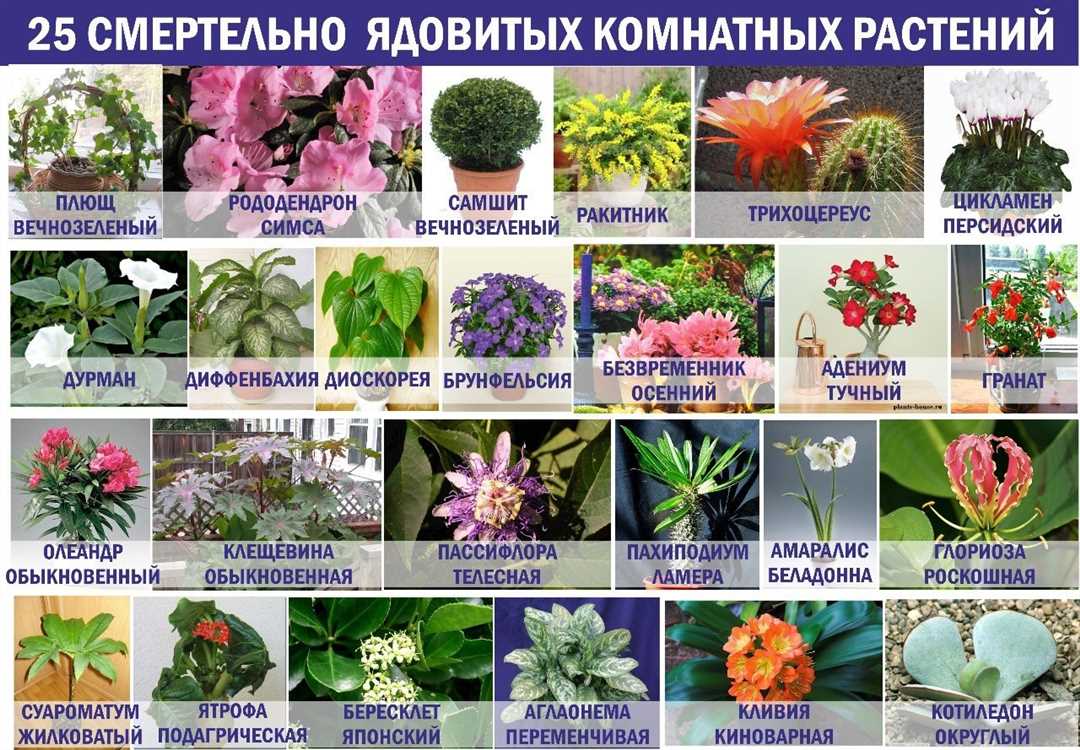 Как выбрать комнатное растение для дома?