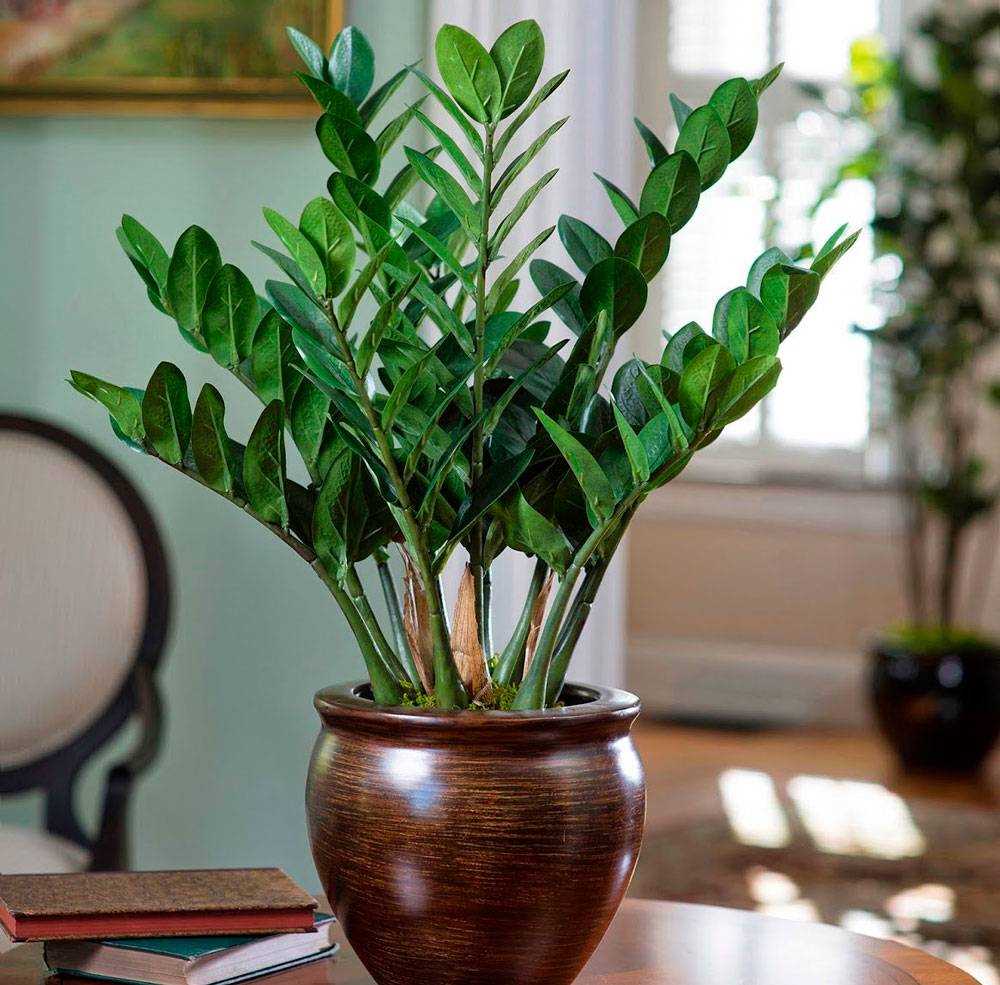 Лучшие растения для создания атмосферы в комнатах