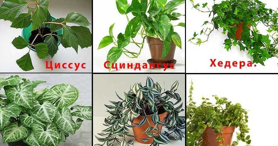 Каталог внутреннего озеленения с фотографиями и названиями растений