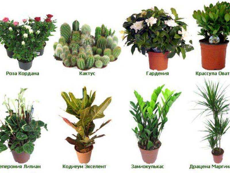 Каталог декоративных растений с изображениями и названиями