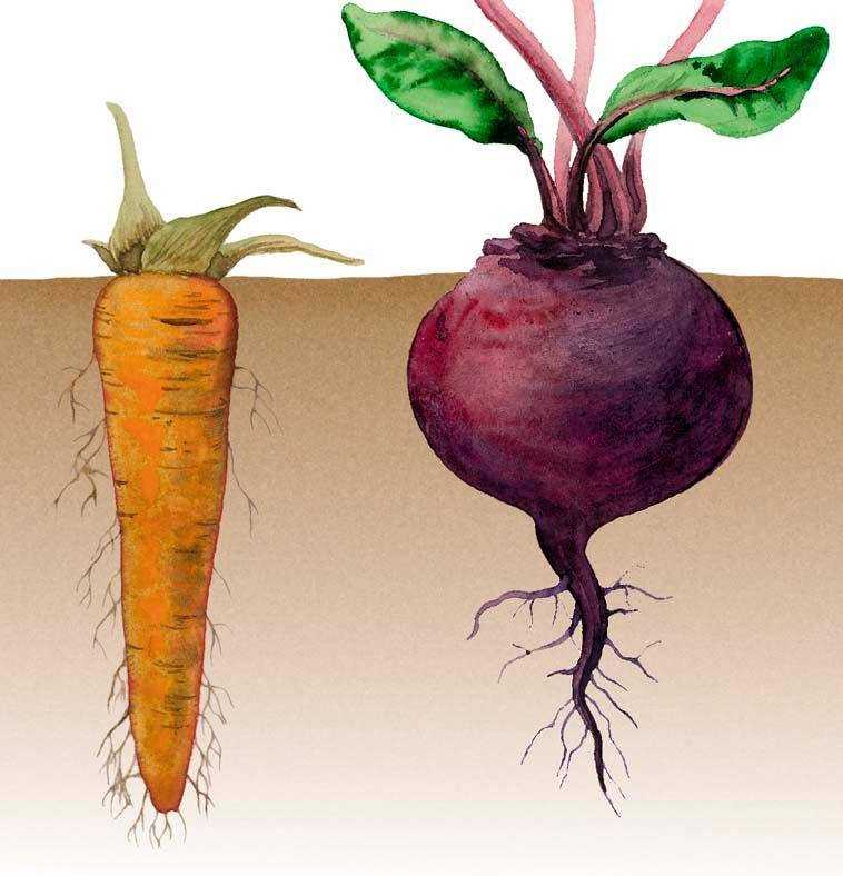 Как морковка размножается