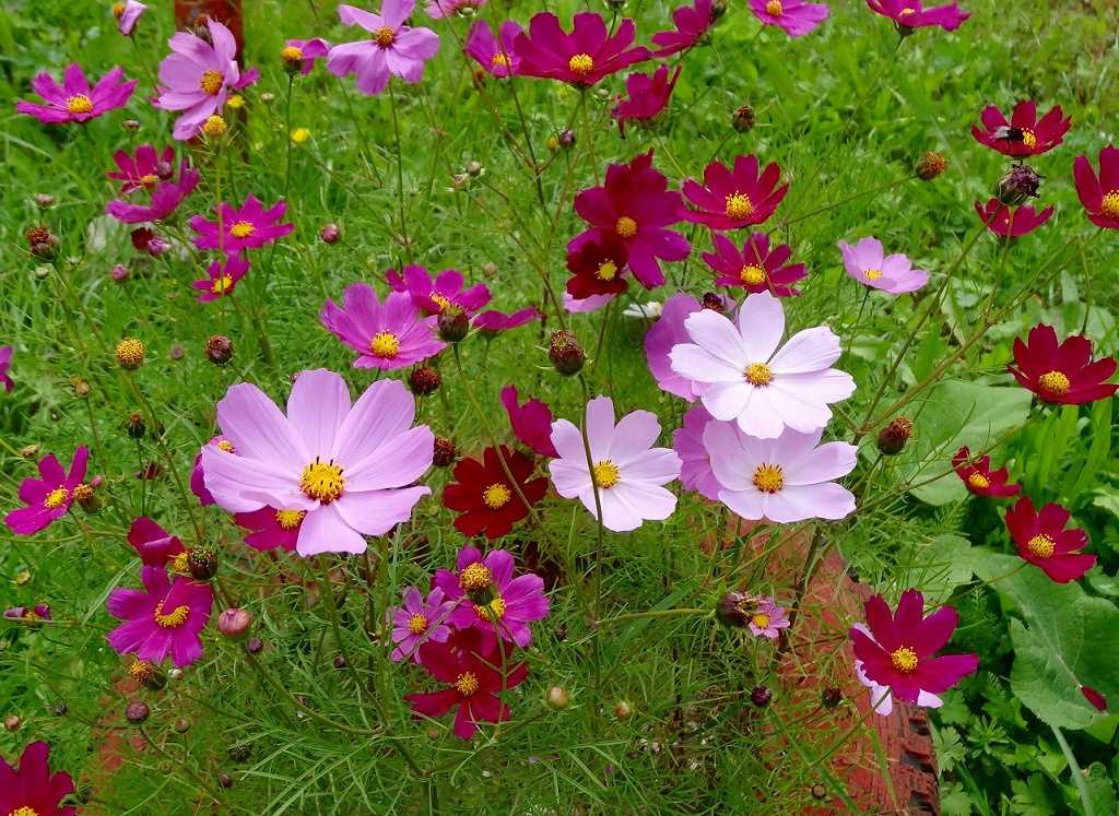 Фото цветка космеи
