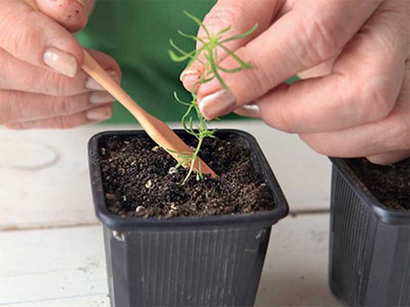 Как вырастить кипарис из семян