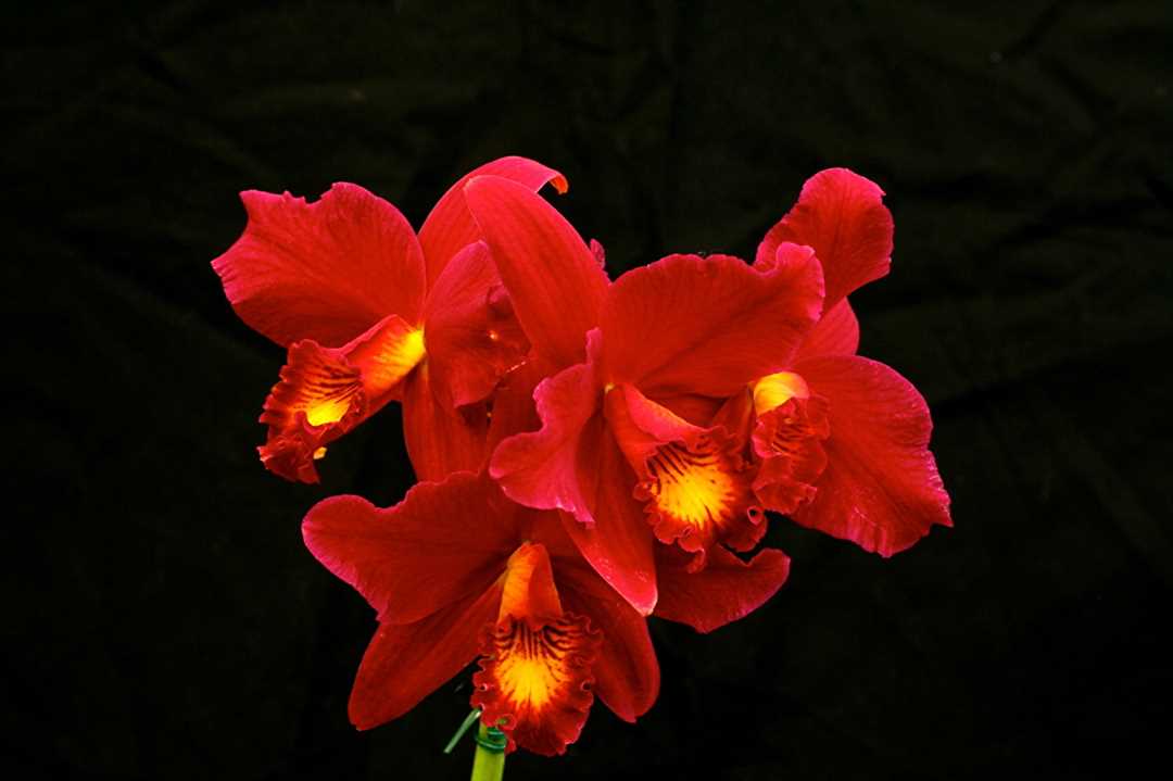 Красные орхидеи картинки: наслаждайтесь красочной палитрой