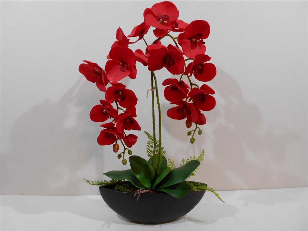 Красная орхидея на фото