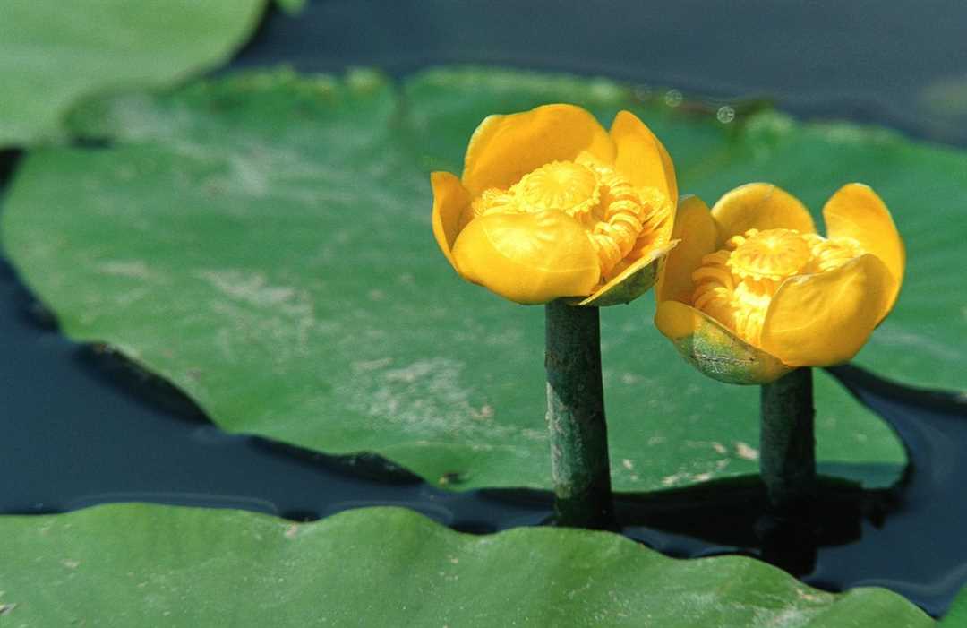 Какие растения обитают вместе с кубышкой желтой?