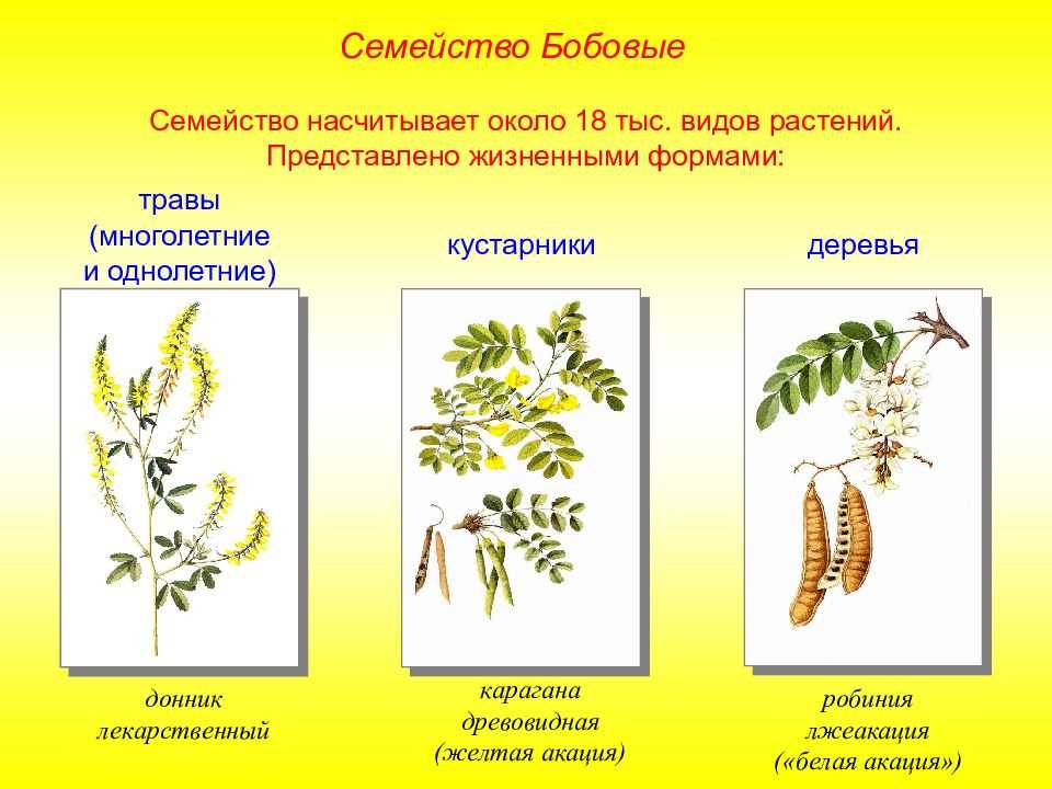 Деревья, растения и травы