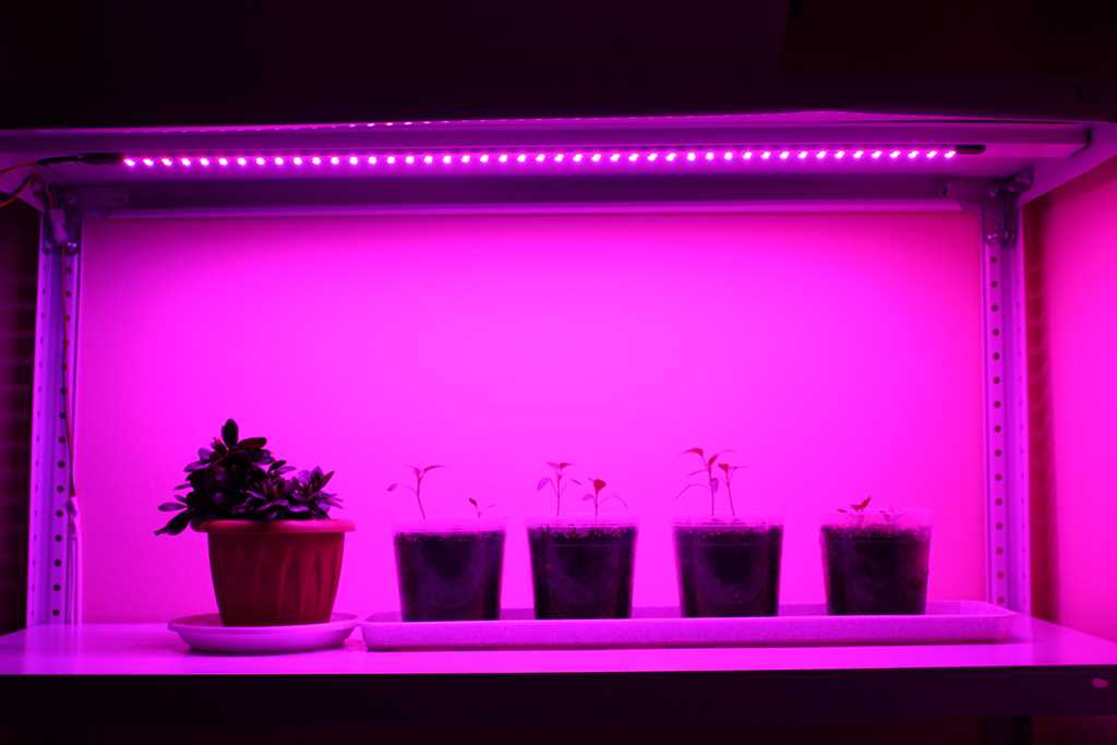 Лампы для рассады: надежное решение для ваших растений