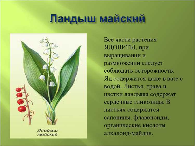 Ландыш майский - красивое ядовитое растение