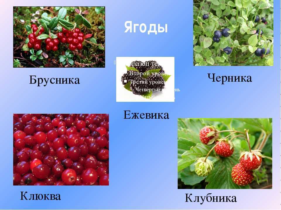 Садовые ягоды фото и названия