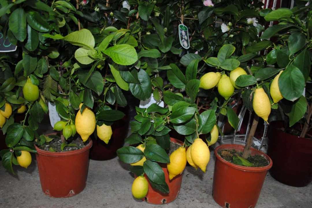 Как опылять лимон в домашних условиях