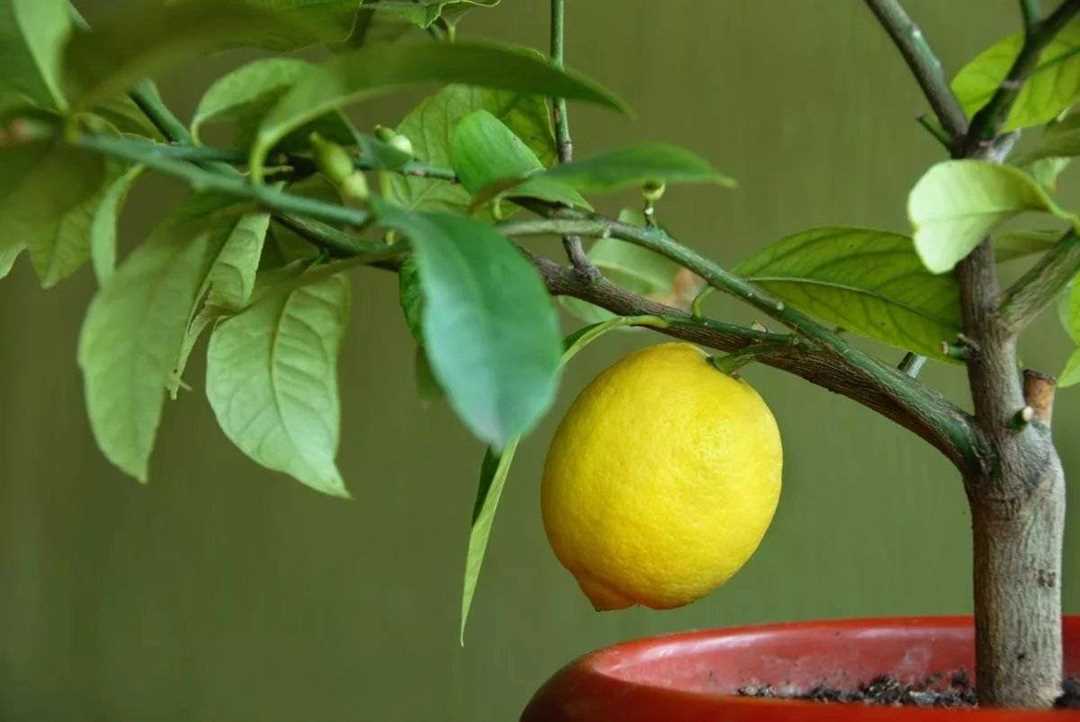 Как растут лимоны