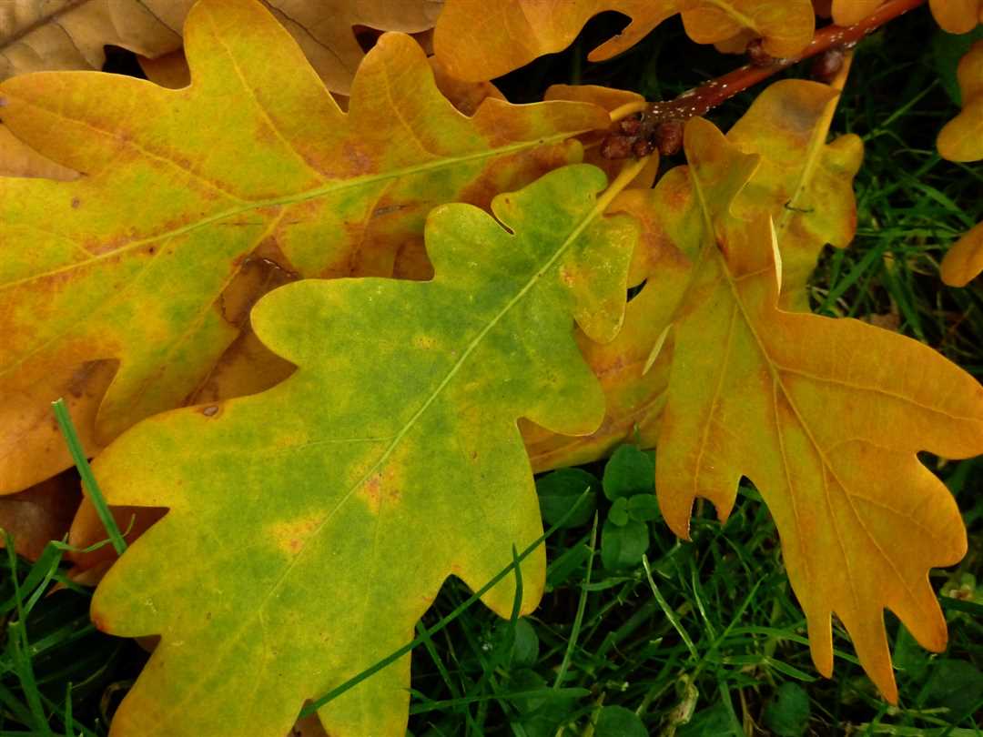 Дуб черешчатый фото - редкое растение с прекрасными листьями