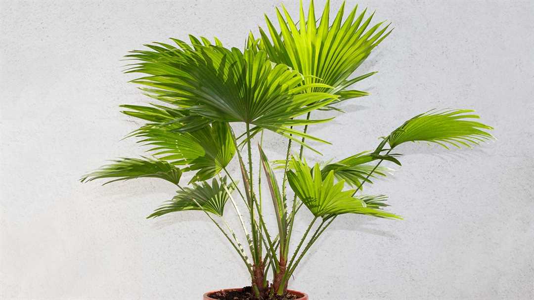 Livistona rotundifolia: уход в домашних условиях
