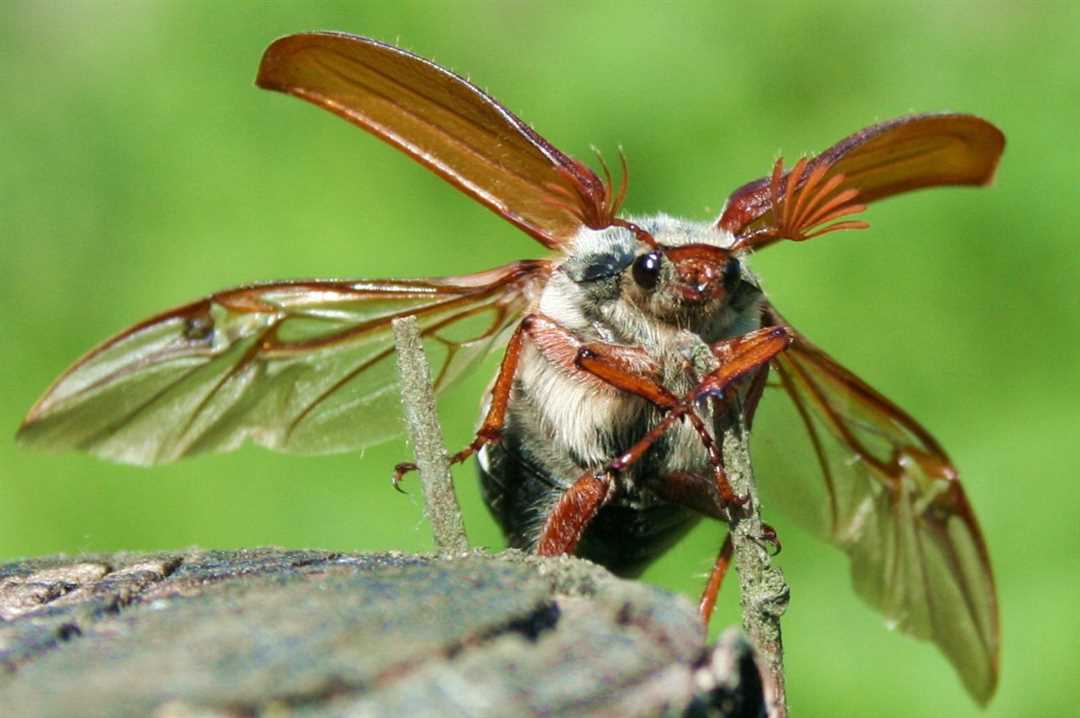 Фото майского жука