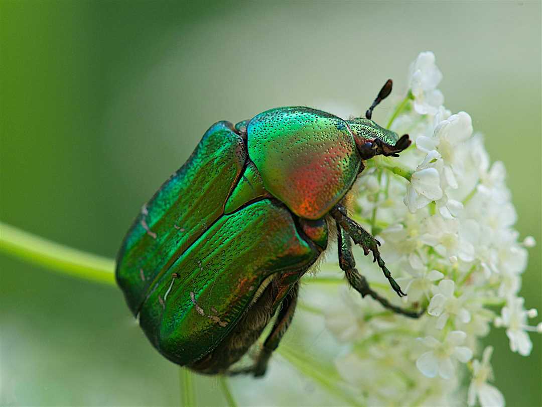 Личинка майского жука: интересные фото и особенности жизненного цикла