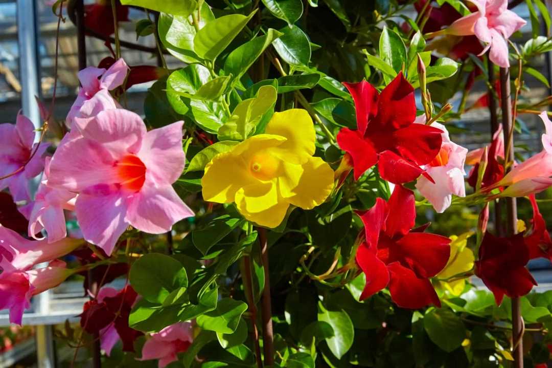 Фотографии красивых цветков мандевиллы