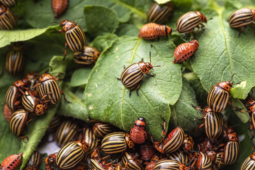 Борьба с колорадским жуком на других растениях и травах