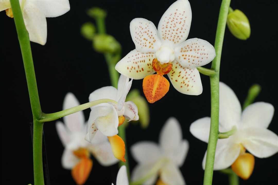 Орхидея мини марк: особенности и характеристики