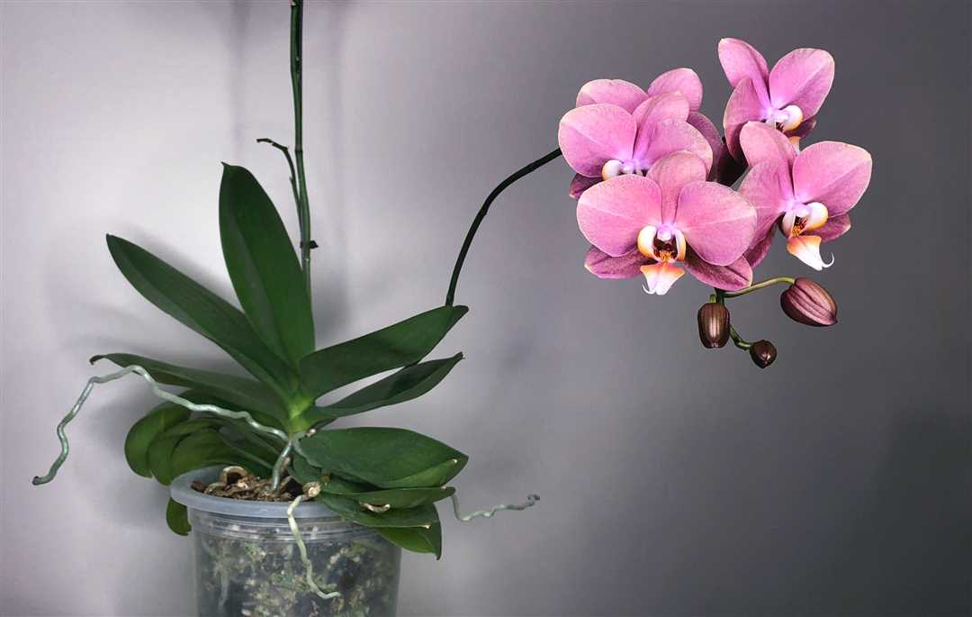 Мини орхидеи уход в домашних условиях