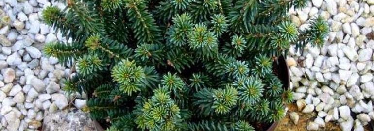 Abies balsamea nana – декоративное растение средней полосы России - особенности выращивания и уход
