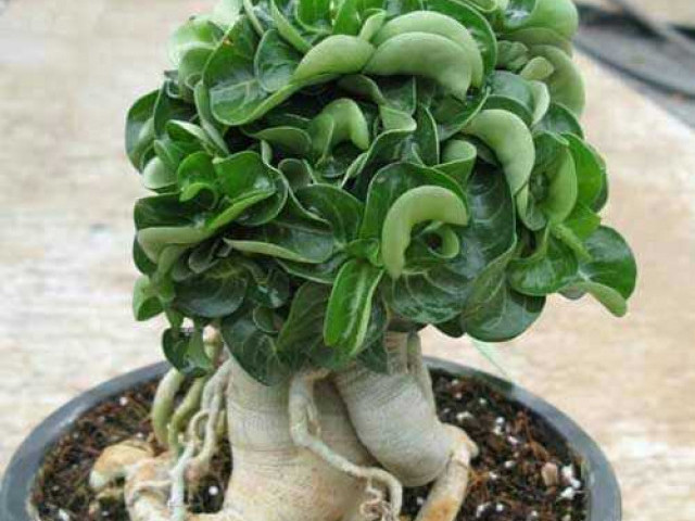 Адениум dorset horn - растение с пышными и яркими цветами, которое станет настоящим украшением вашего сада!