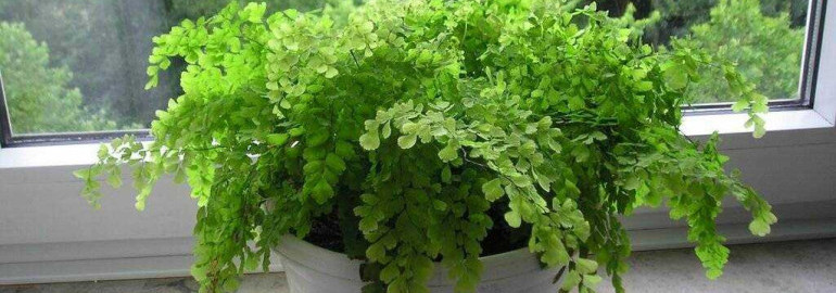 Адиантум – эффектное и капризное растение. Узнайте, как правильно ухаживать за адиантумом в домашних условиях. Советы и фото!