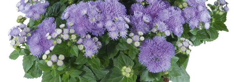 Агератум - неприхотливый садовый цветок с густым цветением на протяжении всего лета