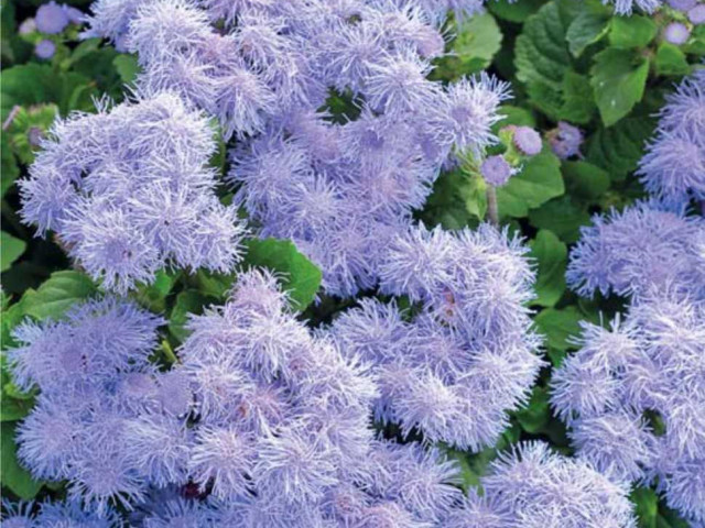 Прекрасные цветы агератум - фотографии, описание, виды и советы по уходу