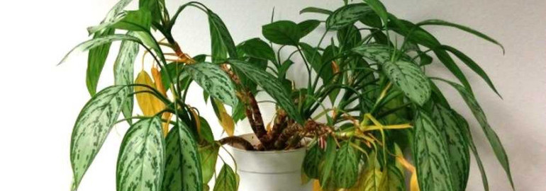 Аглаонема - почему у растения желтеют листья и как исправить проблему