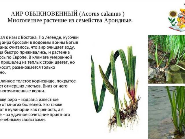 Полное фото и подробное описание аира болотного - особенности, происхождение, экологическое значение