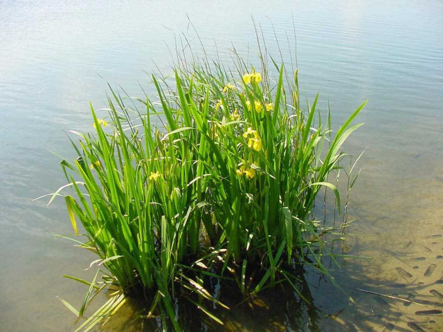 Аир болотный – уникальное растение с многочисленными целебными свойствами