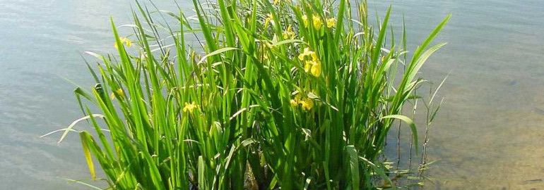 Аир болотный – уникальное растение с многочисленными целебными свойствами