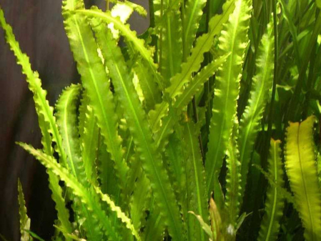 Все, что вам нужно знать о выращивании и уходе за аквариумным растением апоногетон - виды, правила посадки, особенности размножения и полезные советы