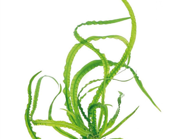 Аквариумное растение кринум - особенности выращивания и размножения на примере Krinum natans