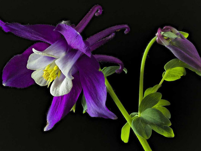 Аквилегия - красивое и нежное растение с цветами в форме колокольчиков, которые расцветают в различных оттенках