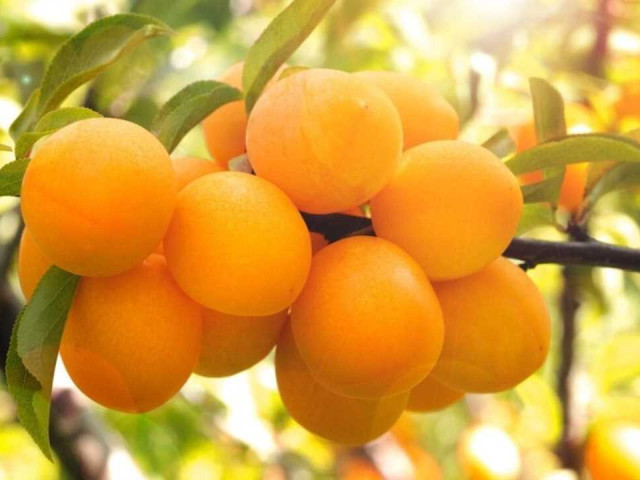 Алыча - 11 полезных свойств и применений ягоды, богатой витаминами и микроэлементами