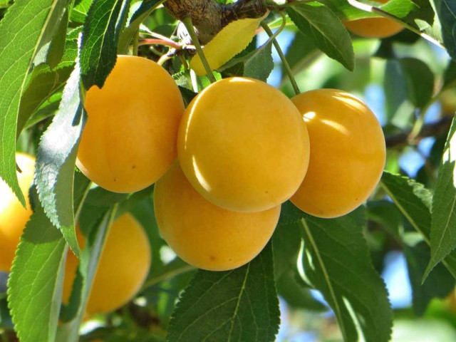 Алыча - полезные свойства и широкие применения этого яркого и сочного плода