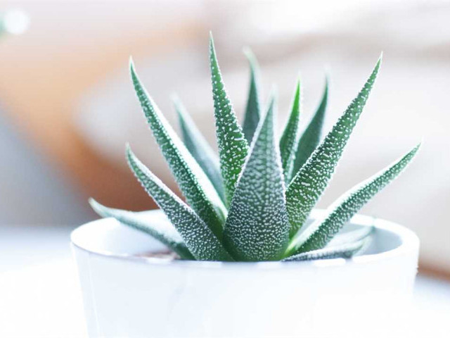 Алоэ - удивительное растение с множеством полезных свойств, способное улучшить здоровье и красоту организма без вреда для здоровья!
