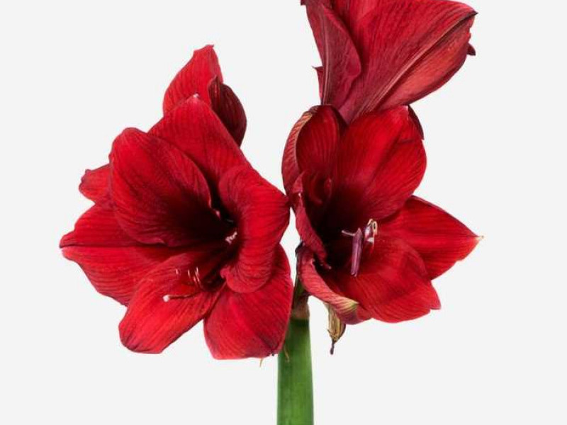 Амаралис – живописные и экзотические цветы, которые украсят ваш дом в любое время года