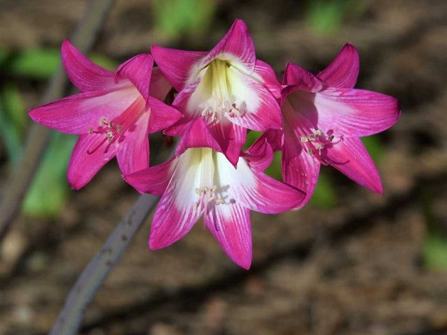 Невероятная красота амариллиса белладонны - фото и факты о ядовитом цветке, который стоит украсить свой сад!