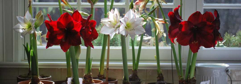 Амариллис - прекрасный цветок с огромными многолетними луковицами, цветущий в зимний период и восхищающий своей красотой