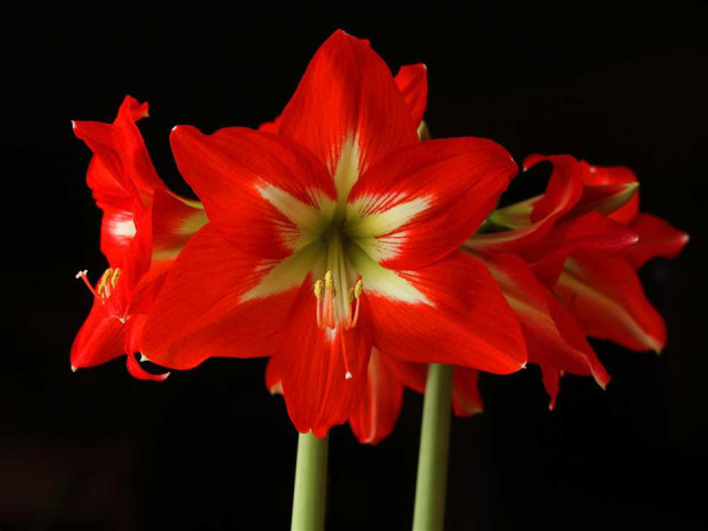 Амариллис - роскошный цветок, украшение интерьера и символ любви и красоты