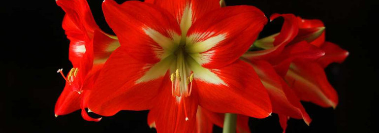Амариллис - роскошный цветок, украшение интерьера и символ любви и красоты