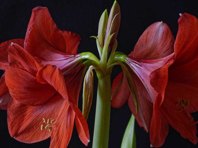 Фотографии амариллис - обзор красоты и разнообразия прекрасного цветка