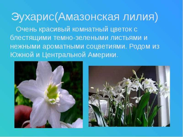 Амазонская лилия - родина, особенности и варианты содержания этого роскошного цветка