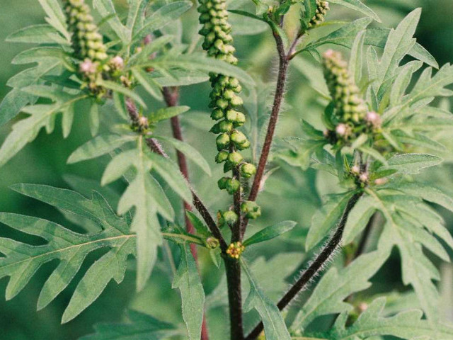 Амброзия - фотографии растений, описания видов и методы борьбы с аллергенными кустарниками