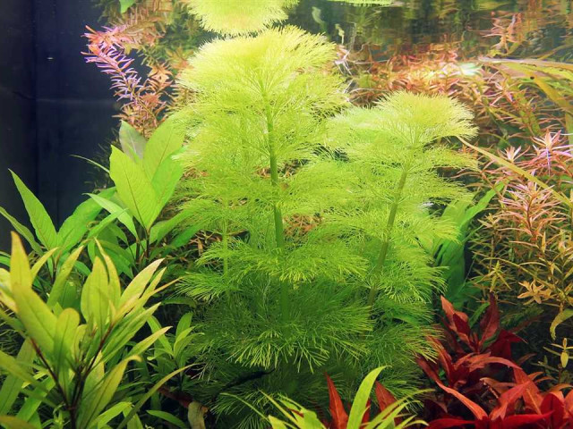 Амбулия - самый красивый и полезный аквариумный растение, которое преображает водный мир